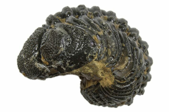 Long Partially Enrolled Morocops Trilobite - Morocco #296613